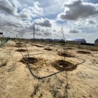 Всеказахстанский день посадки деревьев