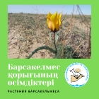 Растения Барсакельмеса