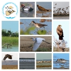 1 апреля - Международный День птиц